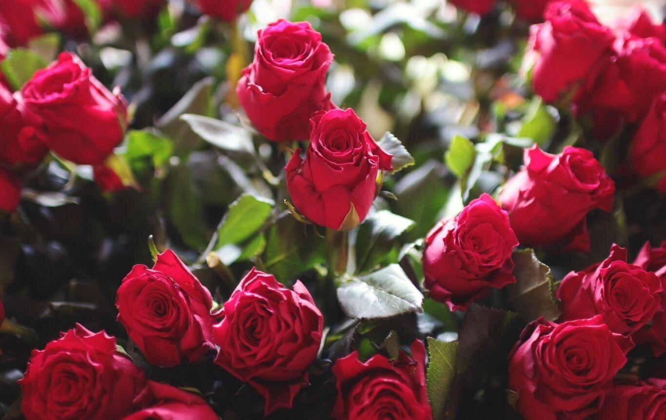 Sant Jordi roses