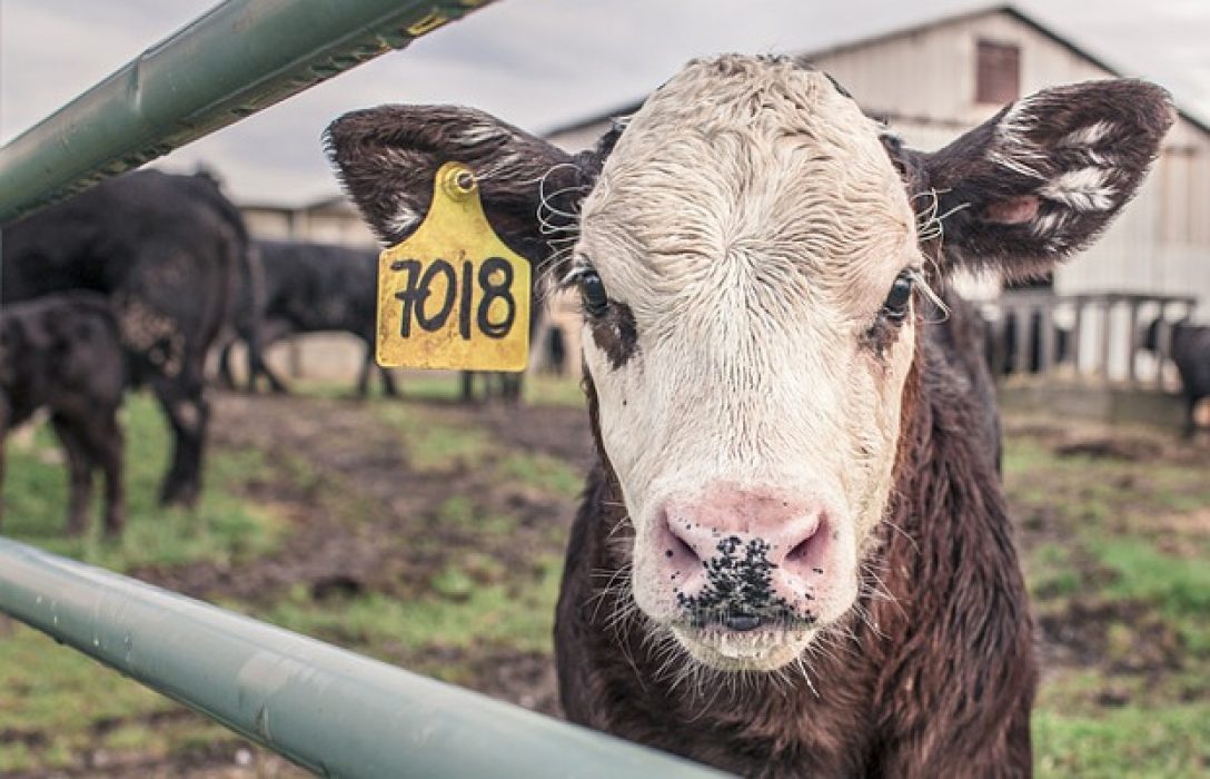 Vedell de granja amb etiqueta numerada a l'orella. Il·lustra un article sobre el consum de carn.